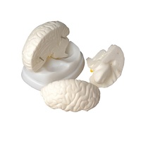 Модель мозга в разрезе - «globural.ru» - Саранск