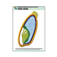 Рельефная таблица "Зерновка пшеницы" (формат А1, матовое ламинир.) - «globural.ru» - Саранск