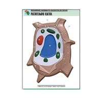 Рельефная таблица "Растительная клетка" (формат А1, матовое ламинир.) - «globural.ru» - Саранск