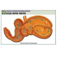 Рельефная таблица "Желудок жвачного животного" (формат А1, матовое ламинир.) - «globural.ru» - Саранск