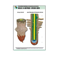 Рельефная таблица "Внешнее и внутреннее строение корня" (формат А1, матовое ламинир.) - «globural.ru» - Саранск