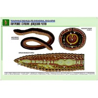 Рельефная таблица "Внутреннее строение дождевого червя" (формат А1, матовое ламинир.) - «globural.ru» - Саранск