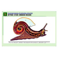 Рельефная таблица "Внутреннее строение брюхоногого моллюска" (формат А1, матовое ламинир.) - «globural.ru» - Саранск