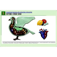 Рельефная таблица "Внутреннее строение голубя" (формат А1, матовое ламинир.) - «globural.ru» - Саранск