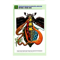 Рельефная таблица "Внутреннее строение жука" (формат А1, матовое ламинир.) - «globural.ru» - Саранск