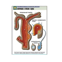 Рельефная таблица "Внутреннее строение гидры" (формат А1, матовое ламинир.) - «globural.ru» - Саранск