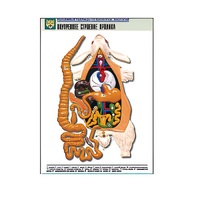 Рельефная таблица "Внутреннее строение кролика" (формат А1, матовое ламинир.) - «globural.ru» - Саранск