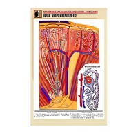 Рельефная таблица "Почка. Макро-микростроение" - «globural.ru» - Саранск