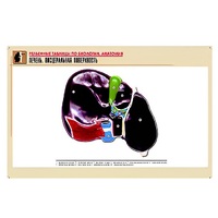 Рельефная таблица "Печень. Висцеральная поверхность" (формат А1, матовое ламинир.) - «globural.ru» - Саранск