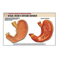 Рельефная таблица "Желудок. Внешняя и внутренняя поверхности" (формат А1, матовое ламинир.) - «globural.ru» - Саранск