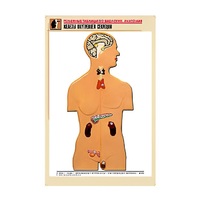 Рельефная таблица "Железы внутренней секреции" (формат А1, матовое ламинир.) - «globural.ru» - Саранск