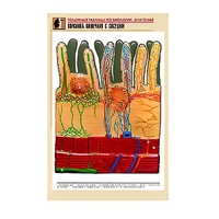 Рельефная таблица "Ворсинка кишечная с сосудом" (формат А1, матовое ламинир.) - «globural.ru» - Саранск