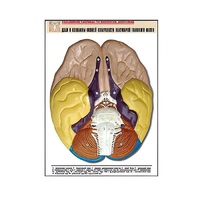 Рельефная таблица "Доли и извилины нижней поверхности полушарий головного мозга" - «globural.ru» - Саранск