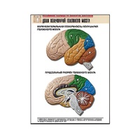 Рельефная таблица "Доли полушарий головного мозга" - «globural.ru» - Саранск