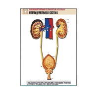 Рельефная таблица "Мочевыделительная система" (формат А1, матовое ламинир.) - «globural.ru» - Саранск