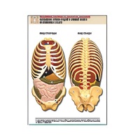 Рельефная таблица "Расположение органов грудной и брюшной полостей по отношению к скелету"(формат А1, лам.) - «globural.ru» - Саранск