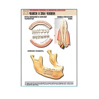 Рельефная таблица "Челюсти и зубы человека" (формат А1, матовое ламинир.) - «globural.ru» - Саранск