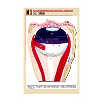 Рельефная таблица "Глаз. Строение" (формат А1, матовое ламинир.) - «globural.ru» - Саранск