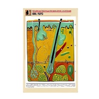 Рельефная таблица "Кожа. Разрез" (формат А1, матовое ламинир.) - «globural.ru» - Саранск