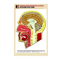 Рельефная таблица "Сагиттальный разрез головы" (формат А1, матовое ламинир.) - «globural.ru» - Саранск