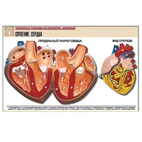 Рельефная таблица "Строение сердца" (формат А1, матовое ламинир.) - «globural.ru» - Саранск