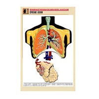 Рельефная таблица "Строение легких" (формат А1, матовое ламинир.) - «globural.ru» - Саранск