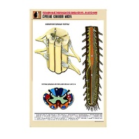 Рельефная таблица "Строение спинного мозга " (формат А1, матовое ламинир.) - «globural.ru» - Саранск