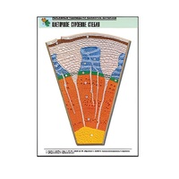 Рельефная таблица "Клеточное строение стебля" (формат А1, матовое ламинир.) - «globural.ru» - Саранск