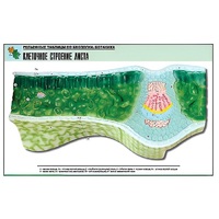 Рельефная таблица "Клеточное строение листа" (формат А1, матовое ламинир.) - «globural.ru» - Саранск