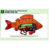 Рельефная таблица "Внутреннее строение рыбы" (формат А1, матовое ламинир.) - «globural.ru» - Саранск