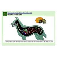 Рельефная таблица "Внутреннее строение собаки" (формат А1, матовое ламинир.) - «globural.ru» - Саранск