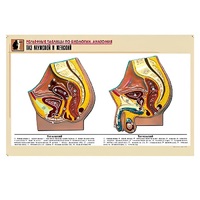 Рельефная таблица "Таз мужской и женский" (формат А1, матовое ламинир.) - «globural.ru» - Саранск