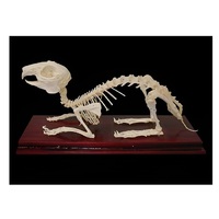 Скелет кролика - «globural.ru» - Саранск