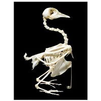 Скелет голубя - «globural.ru» - Саранск