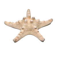 Сухой препарат "Звезда морская" (вариант 2) - «globural.ru» - Саранск