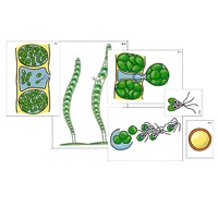 Модель-аппликация "Размножение многоклеточной водоросли" (ламинированная) - «globural.ru» - Саранск