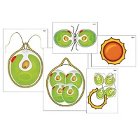 Модель-аппликация "Размножение одноклеточной водоросли" (ламинированная) - «globural.ru» - Саранск