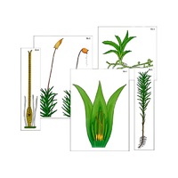 Модель-аппликация "Размножение мха" (ламинированная) - «globural.ru» - Саранск