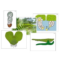 Модель-аппликация "Размножение папоротника" (ламинированная) - «globural.ru» - Саранск