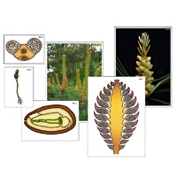 Модель-аппликация "Размножение сосны" (ламинированная) - «globural.ru» - Саранск