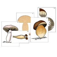 Модель-аппликация "Размножение шляпочного гриба" (ламинированная) - «globural.ru» - Саранск