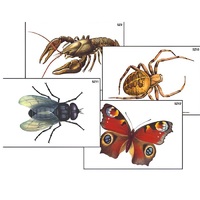 Модель-аппликация "Разнообразие беспозвоночных" (ламинированная) - «globural.ru» - Саранск