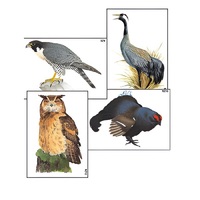 Модель-аппликация "Разнообразие высших хордовых 1. Пресмыкающиеся и птицы" (ламинированная) - «globural.ru» - Саранск