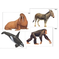 Модель-аппликация "Разнообразие высших хордовых 2. Млекопитающие" (ламинированная) - «globural.ru» - Саранск