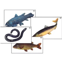 Модель-аппликация "Разнообразие низших и высших хордовых" (ламинированная) - «globural.ru» - Саранск