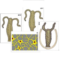 Модель-аппликация "Строение и размножение гидры" (ламинированная) - «globural.ru» - Саранск