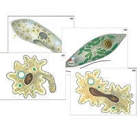 Модель-аппликация "Строение и разнообразие простейших" (ламинированная) - «globural.ru» - Саранск