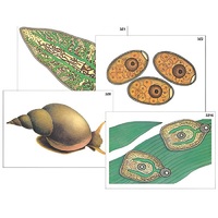 Модель-аппликация "Циклы развития печеночного сосальщика и бычьего цепня" (ламинированная) - «globural.ru» - Саранск