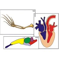 Модель-аппликация "Эволюция важнейших систем органов позвоночных" (ламинированная) - «globural.ru» - Саранск