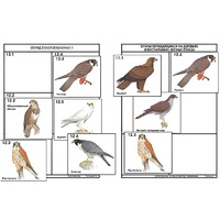 Комплект дидактических карточек: "Систематика и экология птиц" (95 штук, цвет., лам.) - «globural.ru» - Саранск